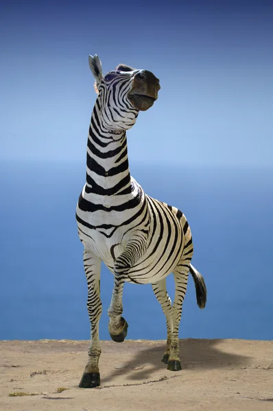 Zebra alert — Stockfoto
