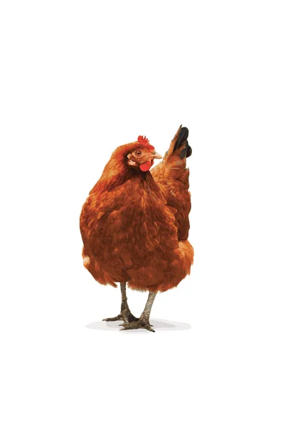 Só uma galinha. — Vetor de Stock