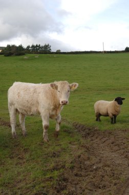 Cow in field clipart