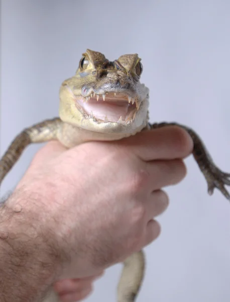 stock image Man holding little crocodile