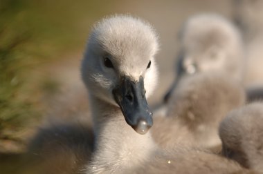 Young Signet Swans clipart