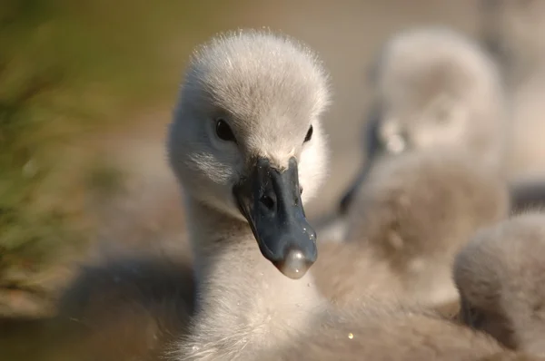 Young Signet Swans — Stock Photo, Image