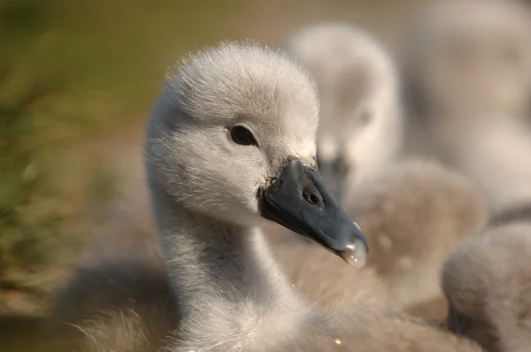 Young Signet Swans — Stock Photo, Image