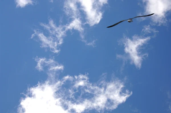 Seagull in Flight — Stock Photo, Image