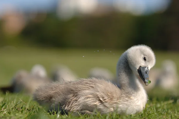 欧洲鸭在草地上 — 图库照片