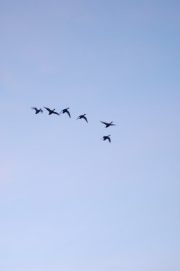 ördekler uçuş