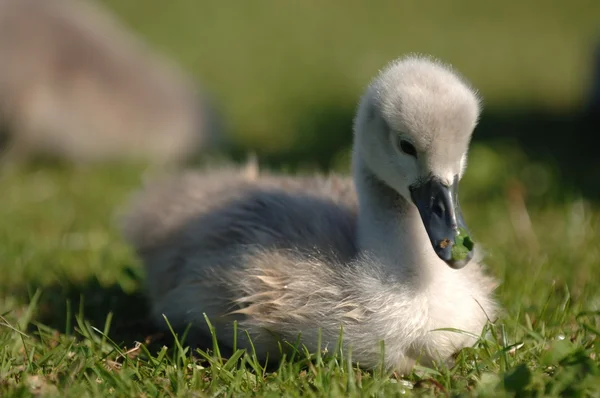 European duck on grass — Stock Photo, Image