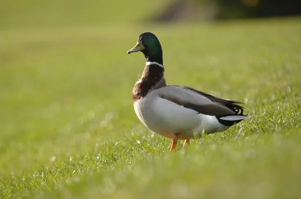 鸭在草地上 — 图库照片