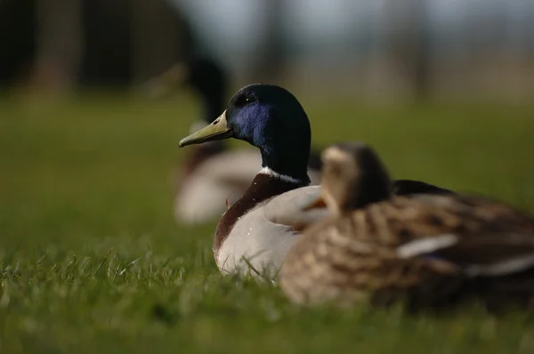 European ducks on grass — Stock Photo, Image