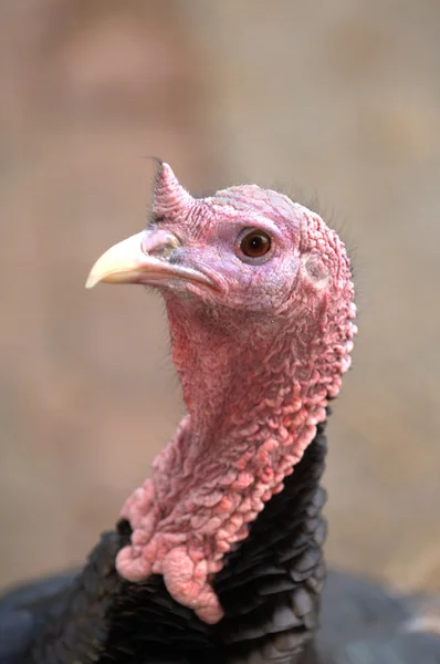 stock image Uncooked Turkey