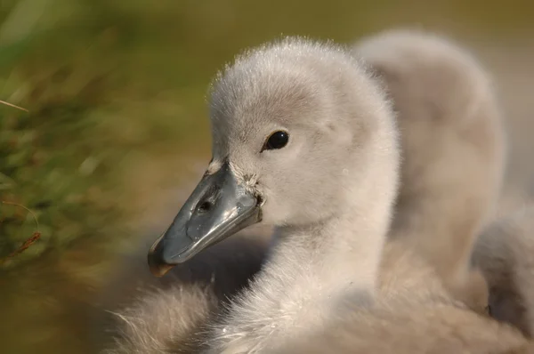 Young Signet Swan — Stock Photo, Image