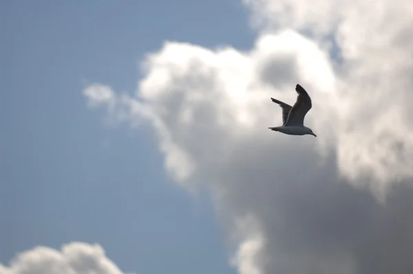 海鸥飞在天空下 — 图库照片