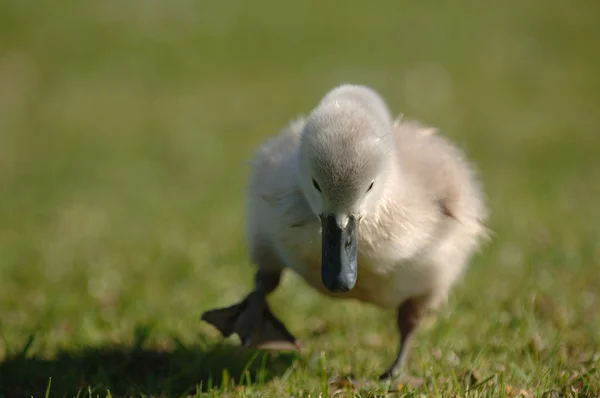 若いシグネット白鳥 — ストック写真
