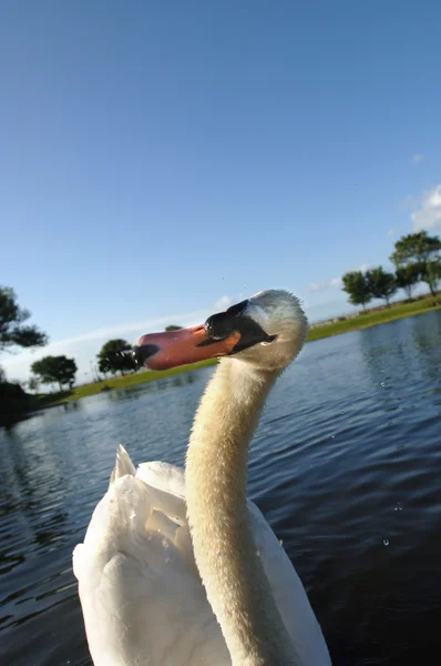 Beautiful Cygnet Swan — Stock Photo, Image