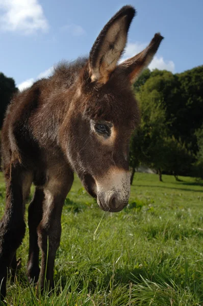 stock image Young Donkey Foal