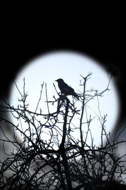 Geceleri ağaçta kuş