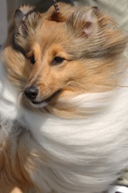 Shetland Sheepdog clipart