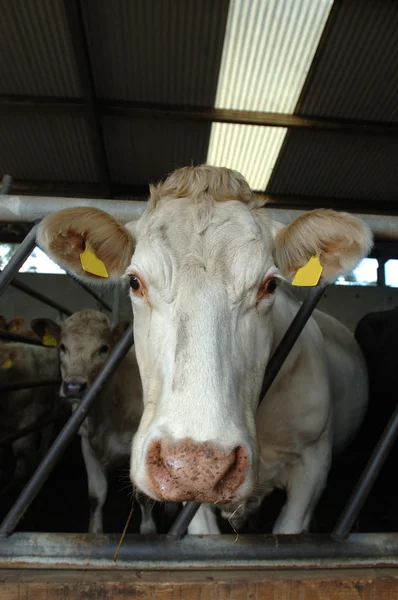 Stock image One Cow in a stable