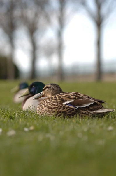 欧洲鸭在草地上 — 图库照片
