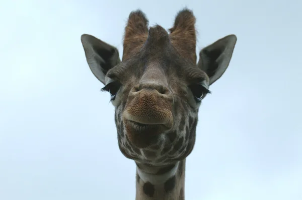 Cabeça de girafa, close-up — Fotografia de Stock