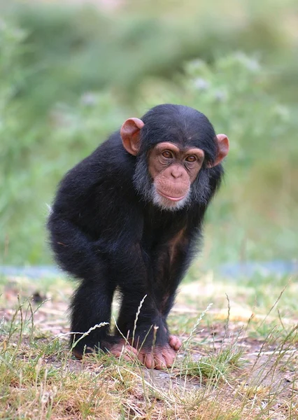 Vahşi maymun bebek — Stok fotoğraf