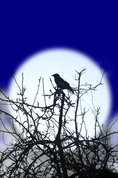 Птица на дереве ночью — стоковое фото