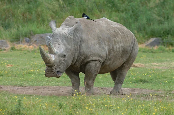 stock image Rhino in wild