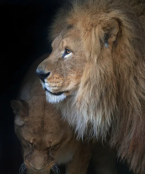 Close-up of  lion and lioness — Stock Photo, Image