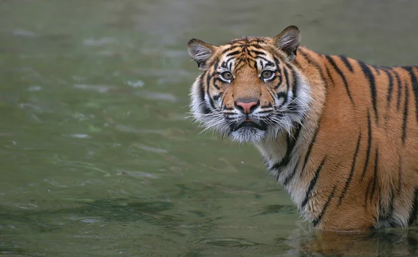 Tiger in water 免版税图库照片