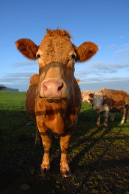 Dairy Cow in field clipart