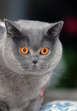 Oturan Chartreux kedi