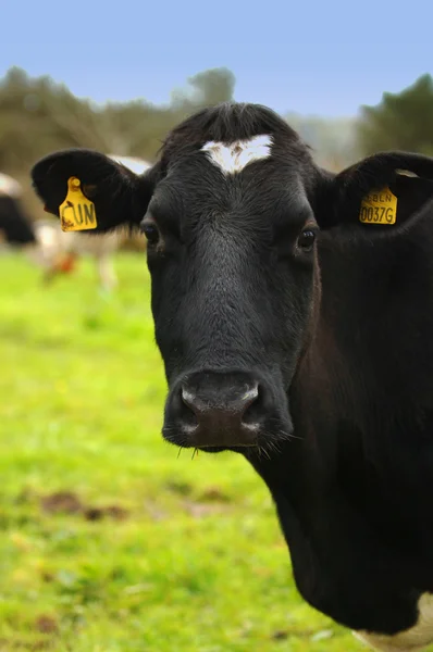 stock image Fresian Dairy Cow