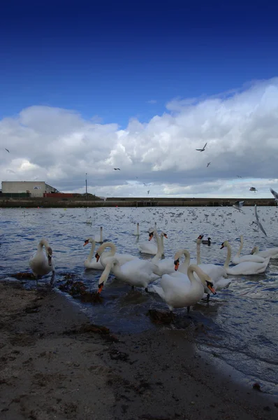 Cisnes hermosos en el lago Fotos de stock libres de derechos