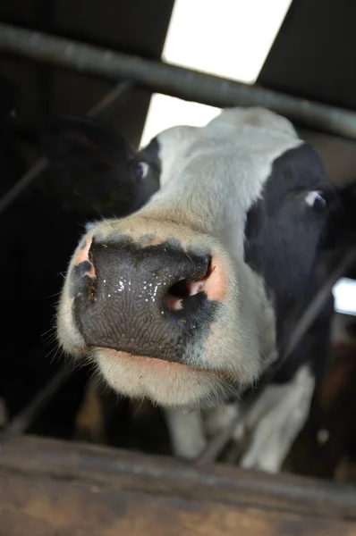 Meraklı süt ineği Stok Fotoğraf