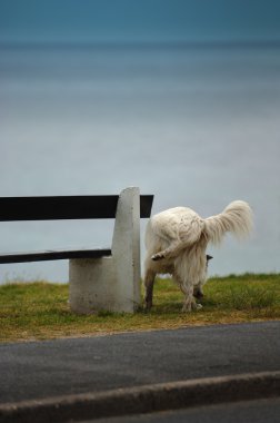 beyaz köpek peeing