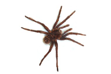 Tarantula