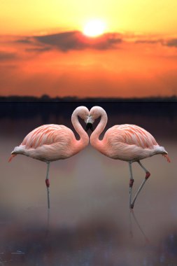 aşk kalp flamingo