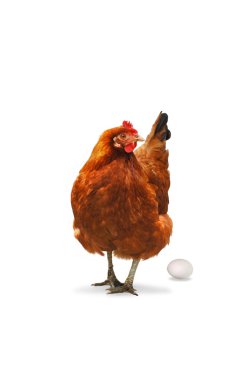 Chicken and Egg clipart