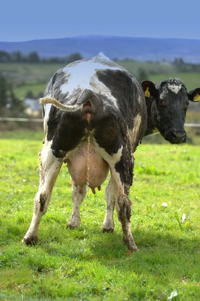 Vaca mijando — Fotografia de Stock
