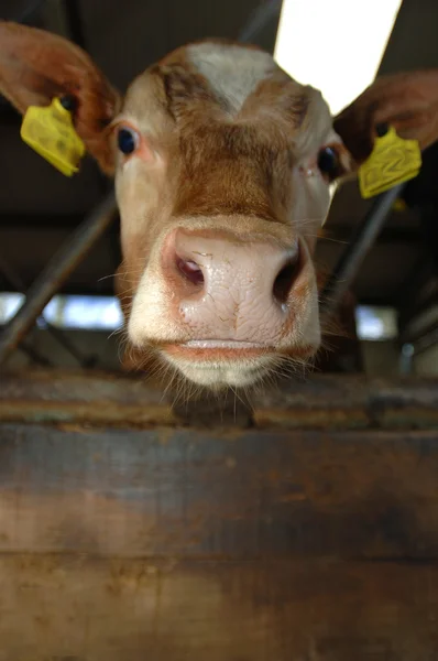 stock image One Cow in a stable