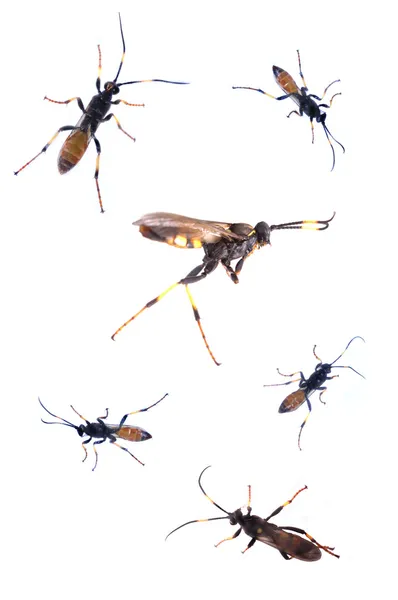 Bugs on the rampage — Stock Photo, Image