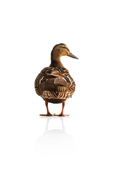 Just a Duck — Stock Photo, Image