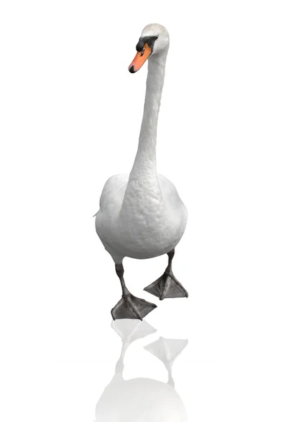 Swan isolerad på vit — Stockfoto