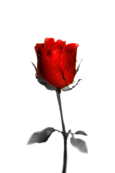 Róża w kolorze i czarno-białe — Zdjęcie stockowe