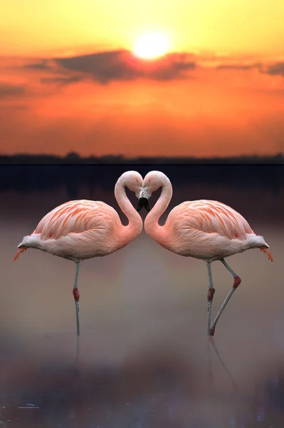 Liebe Herz Flamingo — Stockfoto