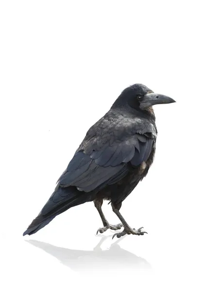 Isolated Crow — Stock Photo, Image