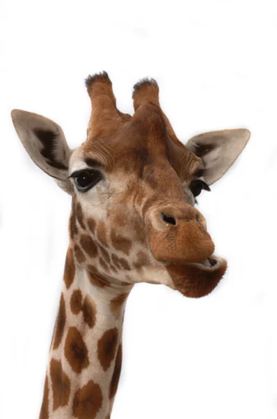 Cabeza de jirafa, primer plano — Foto de Stock