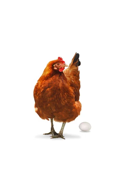 Chicken and Egg — Stock Photo, Image