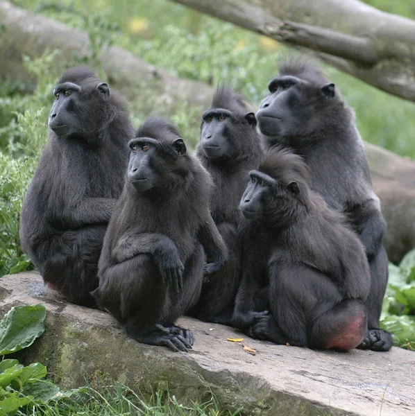 Macacos olhando para a esquerda — Fotografia de Stock