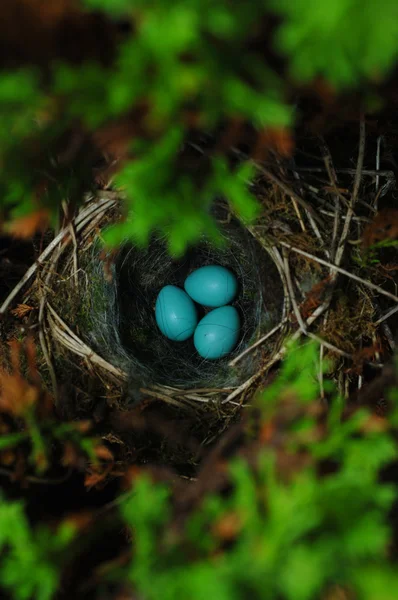 Vogelnest, Sparrow eieren Stockfoto